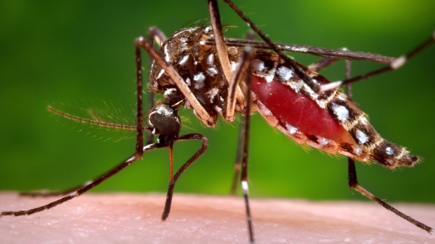 The Zika virus is mainly spread by mosquitoes