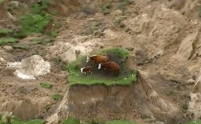 NEW ZEALAND. In this image made from video three cows are stranded on an island of grass in a paddock that had been ripped apart following an earthquake near Kaikoura New Zealand Monday Nov. 14 2016