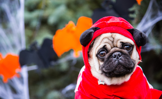 IFPD, AAA Idaho share Halloween safety tips