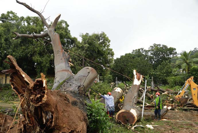 Workers cut a tree that fell and killed a boy outside a school in Panama City Tuesday Nov. 22 2016. Civil defense officials in Panama say the country has already seen three deaths blamed on late-season Tropical Storm Otto. Man