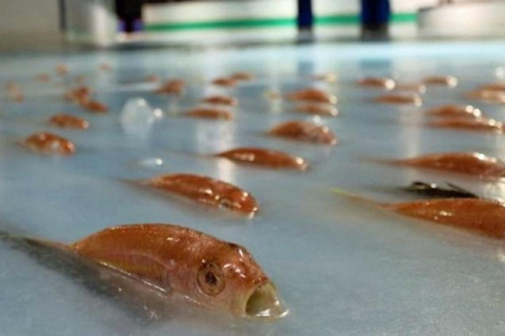 Some of the fish frozen into the ice rink