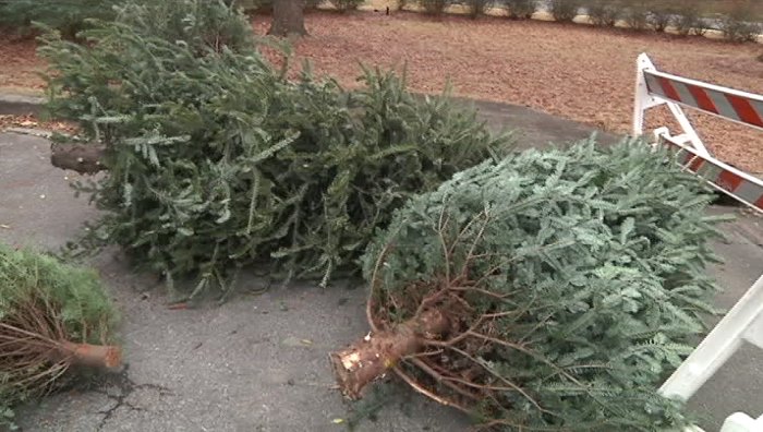 Pinellas County: Recycle That Tree!