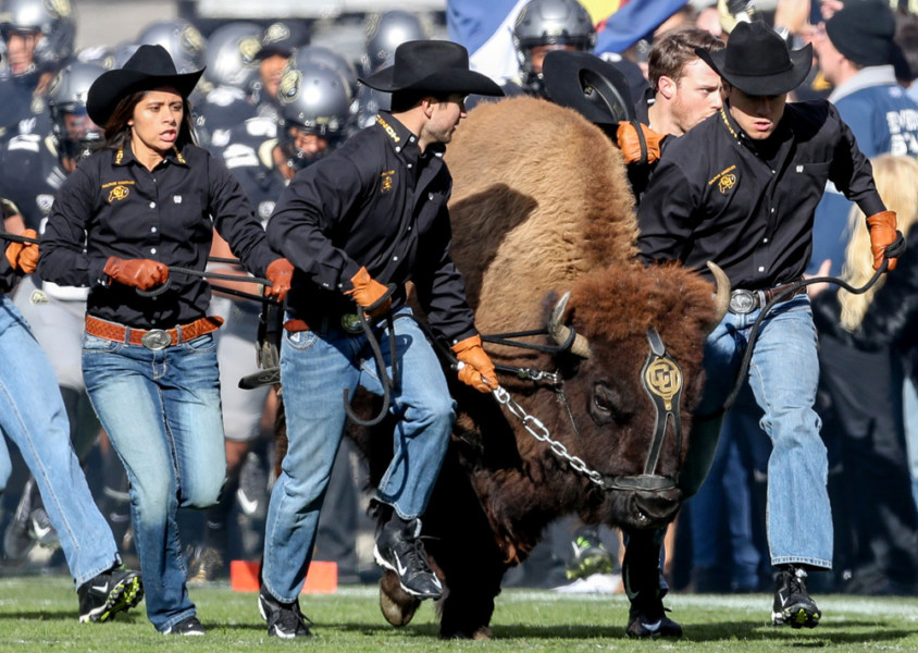 BOULDER CO- NOVEMBER 19 Ralphie the buffalo runs on to the field before an NCAA football game between the Washington State Cougars and the Colorado Buffaloes played