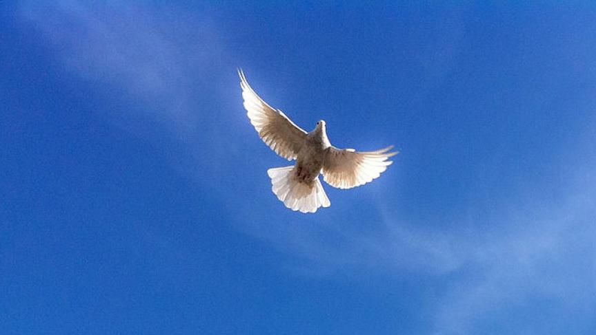 The dove a symbol of peace flies over a mosque in Afghanistan.   Peretz Partensky  Wiki Commons