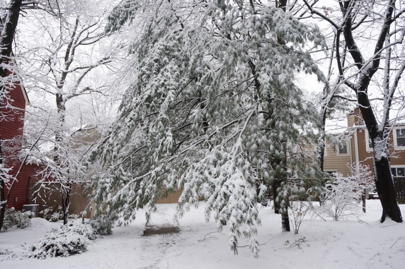 Snow Day in Reston