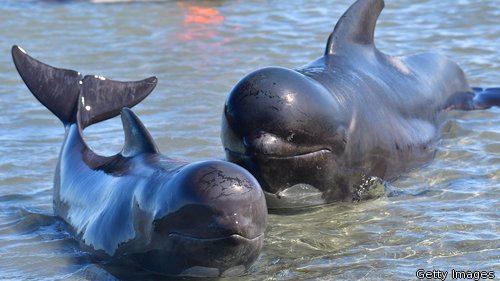 The pilot whale stranding is the largest in New Zealand since 1985