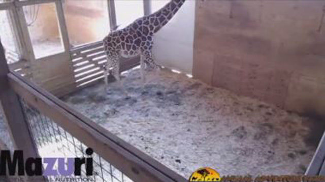 World watches as April the giraffe set to give birth