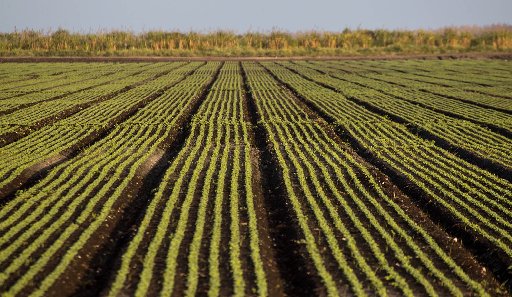 Radishes at Roth Farms in Belle Glade Florida