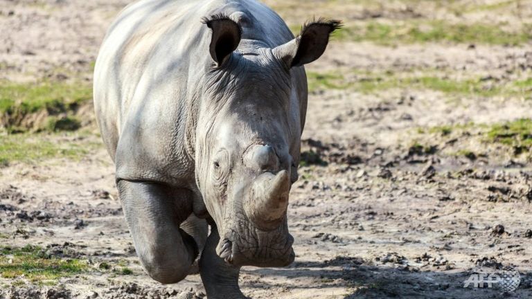 Poachers kill rhino and saw off its horn at zoo near Paris