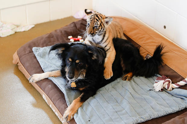 Adorable Zoo Babies German Shepherd Nurses Tiger Cubs