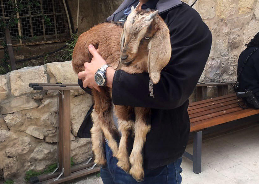 The goat that was almost sacrificed — but rescued at the last minute — by an Israeli official