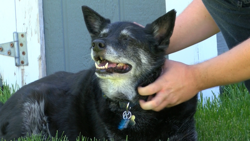 Fireworks can be harmful to pets