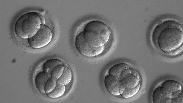 Scientists Are Shocked About How Easy It Is To Tweak Genes In Human Embryos