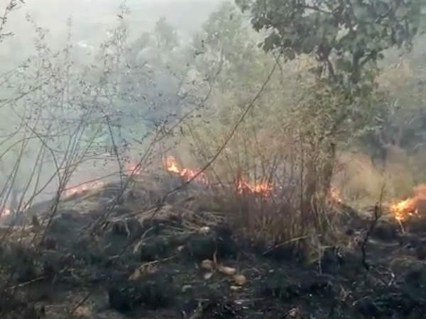 Theni forest fire